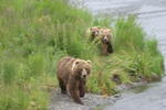 Bear Viewing Kodiak Island Alaska